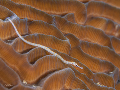 Corythoichthys schultzi