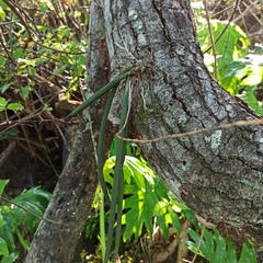 Trichocentrum pendulum
