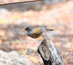 Turdus rufopalliatus