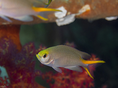 Neopomacentrus miryae