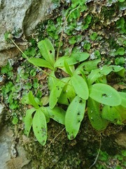 Pinguicula casperiana