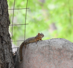 Notocitellus annulatus