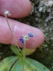 Pinguicula casperiana