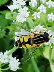 Helophilus trivittatus