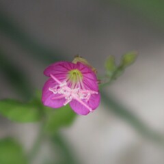 Oenothera rosea