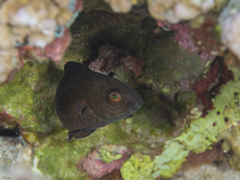 Scarus fuscopurpureus