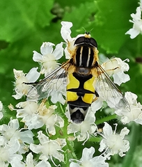 Helophilus trivittatus