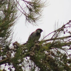 Passer domesticus