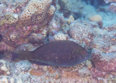 Calotomus viridescens