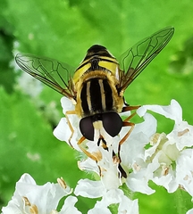 Helophilus trivittatus