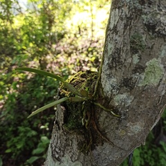 Guarianthe aurantiaca