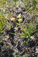 Bupleurum petraeum