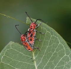 Tetraopes tetrophthalmus