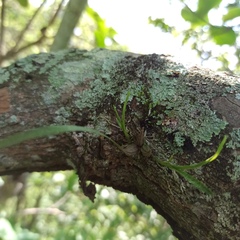 Scaphyglottis sessilis