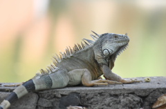 Iguana iguana