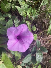 Ipomoea setifera