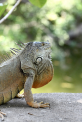 Iguana iguana