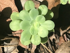Sedum palmeri