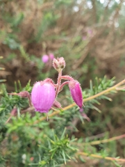 Daboecia cantabrica