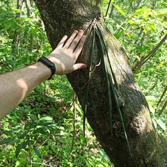 Trichocentrum pendulum