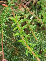 Daboecia cantabrica