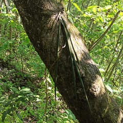 Trichocentrum pendulum