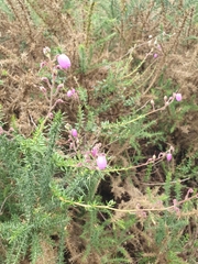Daboecia cantabrica