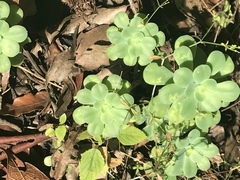 Sedum palmeri