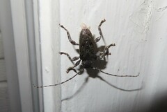 Aegomorphus modestus