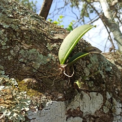 Trichocentrum natalieae