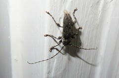 Aegomorphus modestus