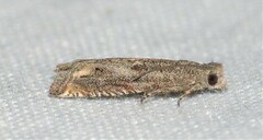 Epiblema minutana