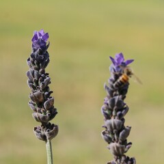 Apis mellifera