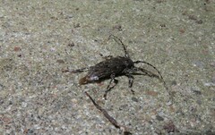 Aegomorphus modestus