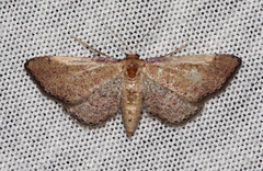 Idaea infirmaria