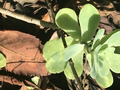 Sedum palmeri