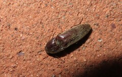 Dicrepidius palmatus