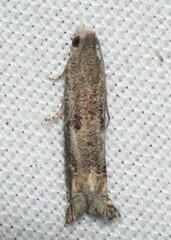 Epiblema minutana