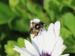 Eristalinus modestus