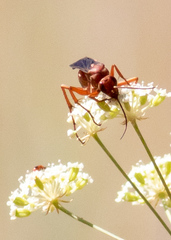 Tachypompilus unicolor