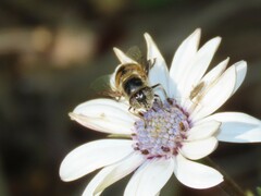 Eristalinus modestus