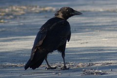 Corvus brachyrhynchos