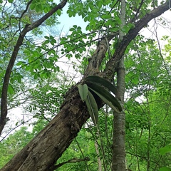 Trichocentrum natalieae
