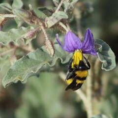 Bombus sonorus