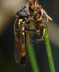 Pyrophaena granditarsis