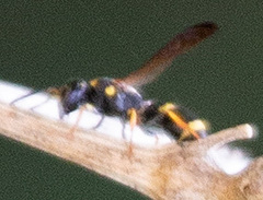Parancistrocerus perennis