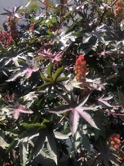 Ricinus communis