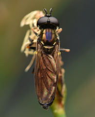 Pyrophaena granditarsis