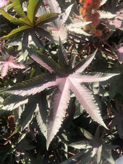 Ricinus communis