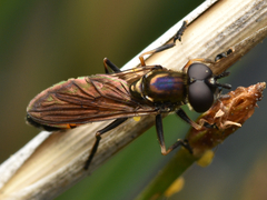 Pyrophaena granditarsis